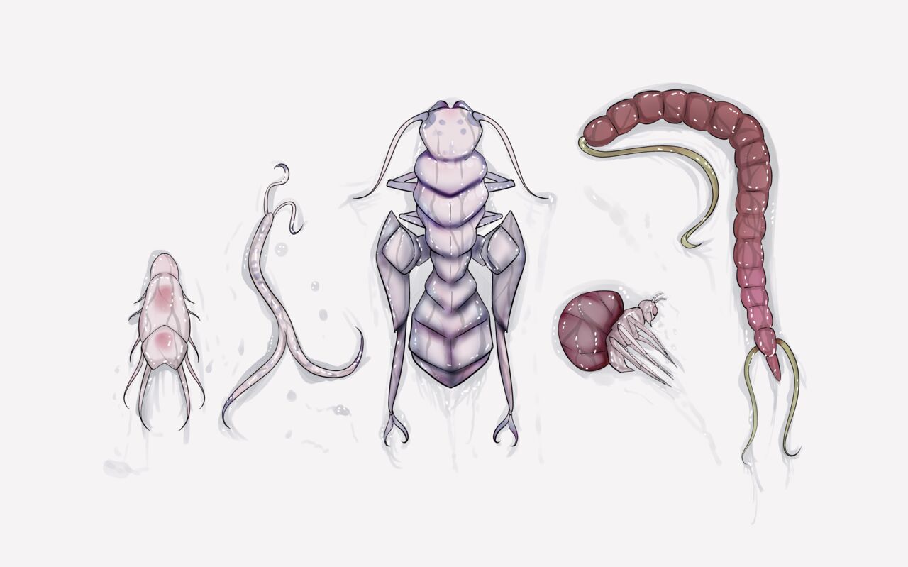 Insect research report No.04 page 7 full